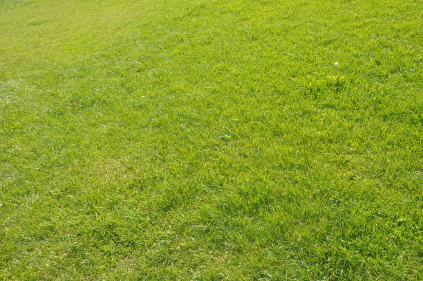 istock A view of green 1431483226