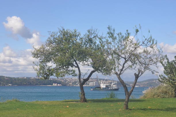 istock A view of two trees and a ship 1431483542