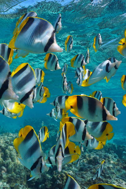 istock Tropical fish shoal underwater in the ocean Pacific  butterflyfish 1431484437