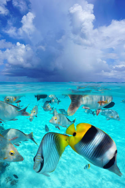 istock Tropical fish underwater and sky with cloud seascape from sea surface 1431484442