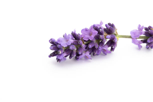 istock Lavender flowers on a white background. 1431484518