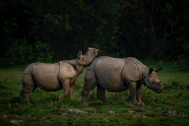 istock Indian rhino calf playing with mother 1431484724