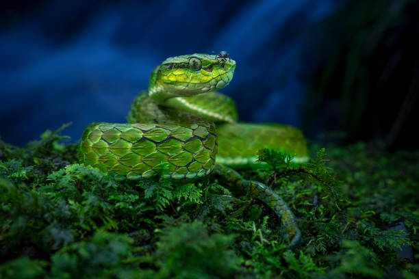 Wide-angle portrait of a large-scaled pit viper on moss against a backdrop of a waterfall Wide-angle portrait of a large-scaled pit viper on moss against a backdrop of a waterfall at Munnar, Kerala, India. A beetle is perched on the head of the snake which is partially wet during to rain. Malabar pit viper stock pictures, royalty-free photos & images