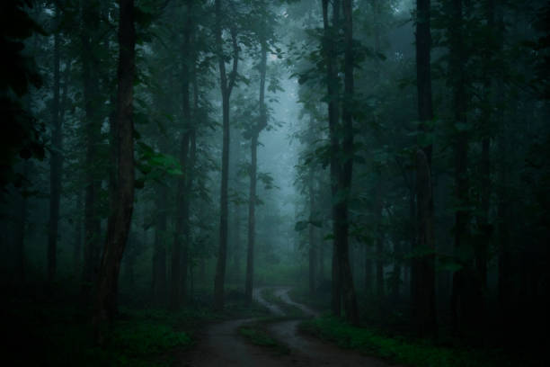 istock Misty Sal forests at Khursapar range, Pench National Park 1431484783
