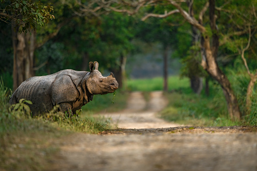 Adult Indian rhinoceros crossing a safari trail at Kaziranga National Park, Assam