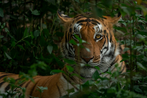 A tigress looking through vegetation at Pilibhit tiger reserve, Uttar Pradesh