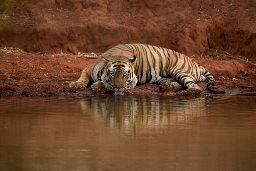 Tiger drinks water from a waterhole while lying down at Bandhavgarh National Park, Madhya Pradesh, India