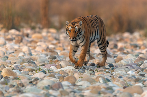 Una tigresa camina por el lecho del río Ramganga photo