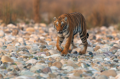 A tigress walks on the Ramganga riverbed at Jim Corbett National park