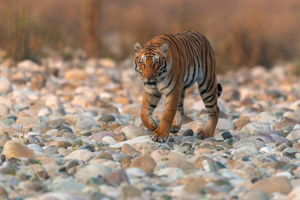 a tigress walks on the ramganga riverbed - jim corbett national park 個照片及圖片檔