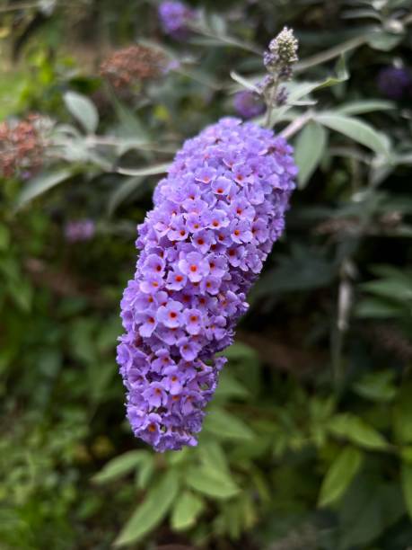 Buddleja davidii, also called Summer lilac or butterfly bush. An iPhone shot of the summer lilac buddleia blue stock pictures, royalty-free photos & images