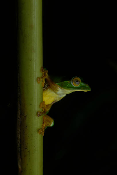 istock False Malabar gliding frog on a cardamom stalk at Munnar, Kerala, India 1431485650
