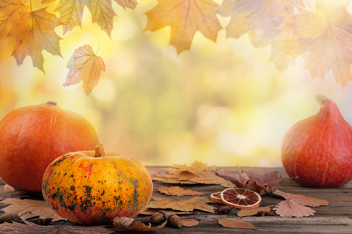 Thanksgiving day or Autumn background. Pumpkins on old rustic wooden table with defocused yellow and orange lush foliage at background. Backdrop for product display on top of the table. Focus on foreground.