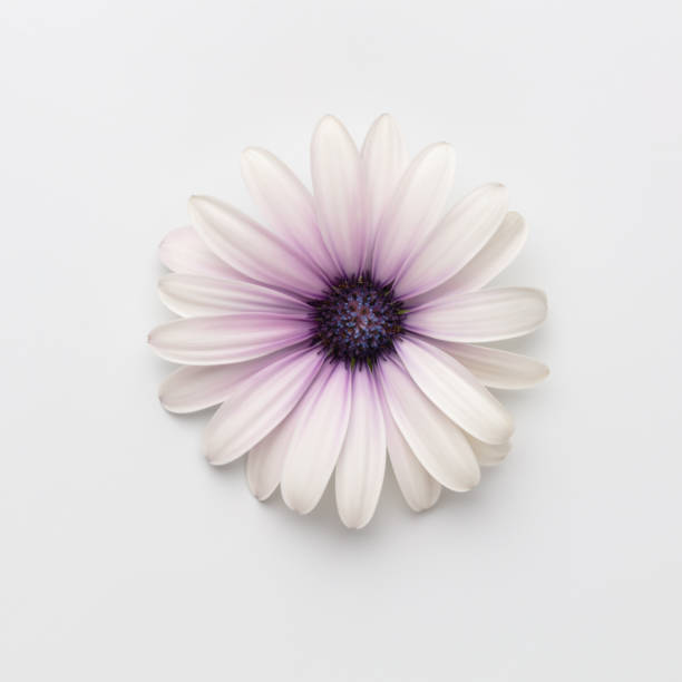 istock Flower on white background with copy space. Floral close-up. 1431486087