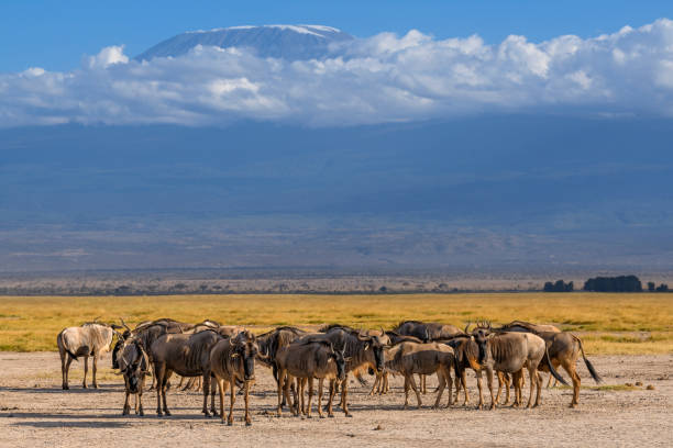 istock Wildebeest herd against the backdrop of Mt. Kilimanjaro 1431486110