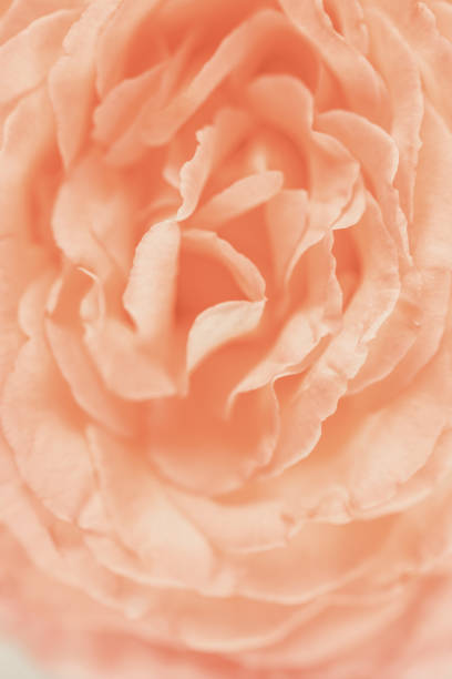 istock Blurred background with rose. Copy space for your text. Mock up template. Can be used for wallpaper, wedding card. 1431486119