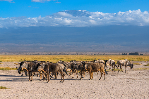 Wildebeest herd against the backdrop of Mount Kilimanjaro at Amboseli National Park, Kenya