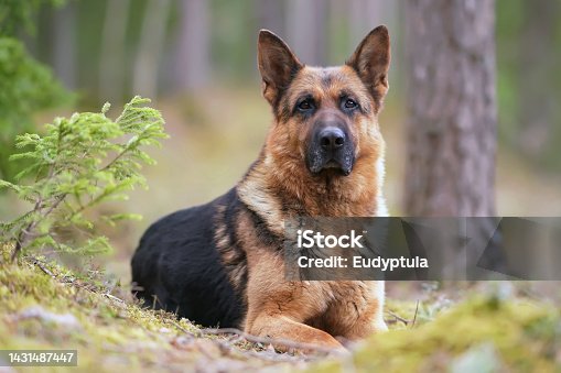 istock Serious black and tan German Shepherd dog posing outdoors in a forest lying down on a ground in spring 1431487447