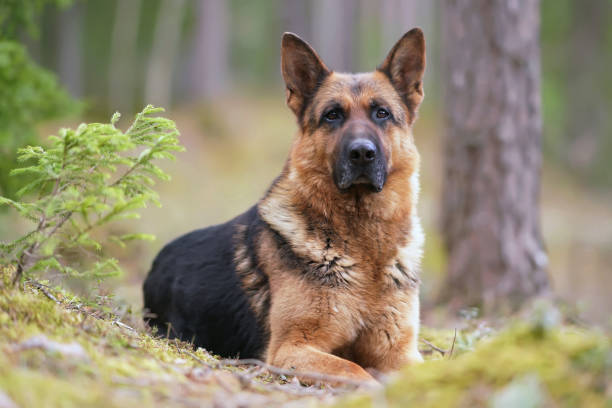 serious black and tan german shepherd dog posing outdoors in a forest lying down on a ground in spring - color image animal dog animal hair imagens e fotografias de stock