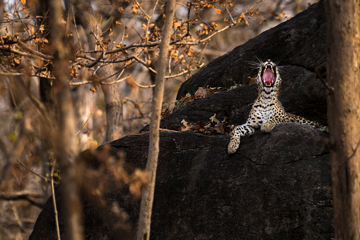 A leopard yawns while sitting on top of a rock on a summer afternoon at Pench National Park, Madhya Pradesh, India