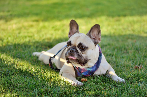 istock French bulldog relaxing on the grass 1431493304