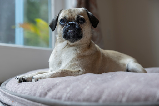 Portrait of a pug, lying on the big dog bed.