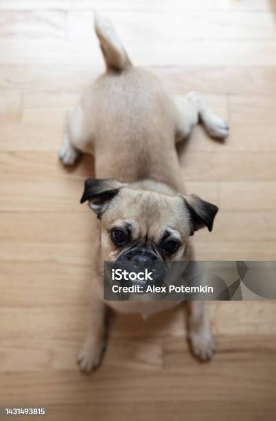 Highangle Portrait Of A Pug Lying On The Floor Looking At The Camera Stock Photo - Download Image Now
