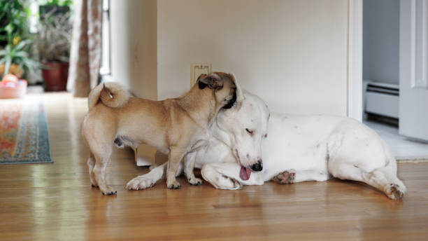 Pug making friends with a big, white dog, while it lying on the floor.
