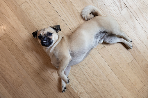 Funny domestic dog lying on the floor.