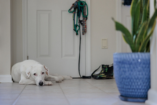 Domestic dog lying next to the door, waiting for a walk with a pet owner.