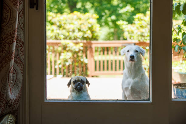 i cani sono in attesa di essere ammessi all'interno, guardando attraverso la porta a vetri dal portico. - screen door door porch house foto e immagini stock