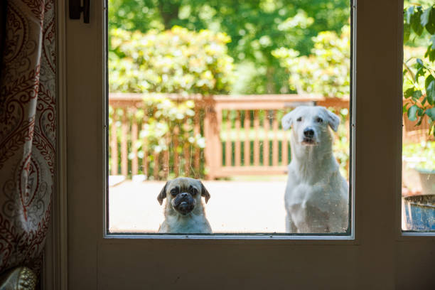 Dogs are waiting to be allowed inside, looking through the glass door from the porch. stock photo