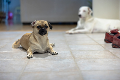 Two mixbreed domestic dogs resting on the floor in the house.