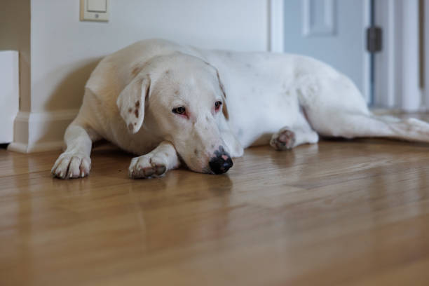 White mixbreed dog lying on the floor in the house.