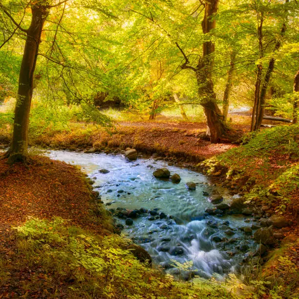 Colorfull trees, leaves and forests in autumn with all the colours of the forest in the fall. Deciduous forest also called broadleaf forest and hardwood forest. Location is Denmark in Scandinavia. Small river or stream