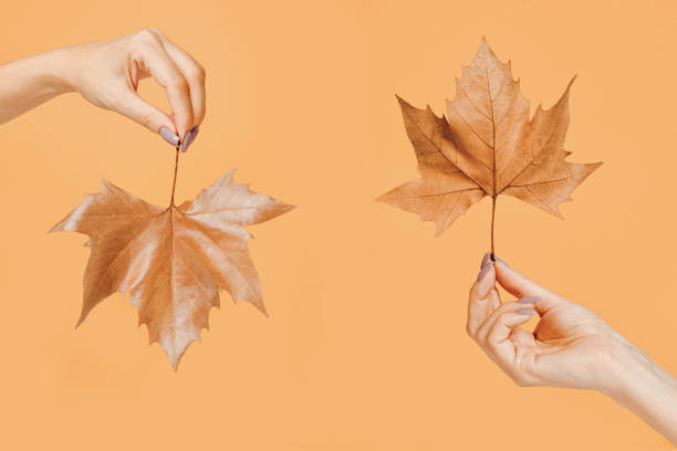 istock An interesting and dynamic seasonal concept. Two beautiful female hands hold a dry ocher tree leaf in different positions -facing up and down. Autumn manicure. Nature concept on Apricot background. 1431497796