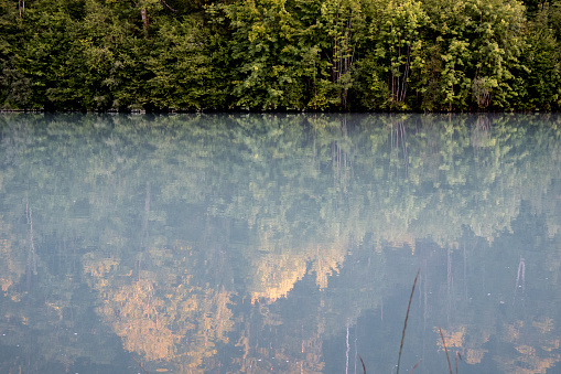 Pine forest, reflection on water surface