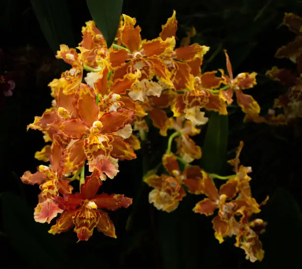 Gold and Orange Orchid Blossoms