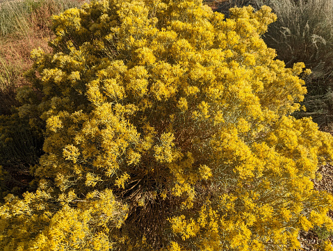 Yellow Rabbit Bush at the Coral Pink Sand Dunes State Park near Kanab Utah in the autumn