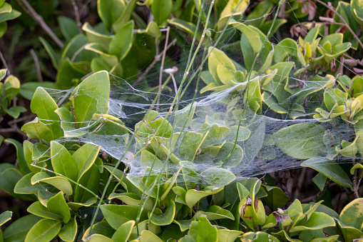 spider web in bushes