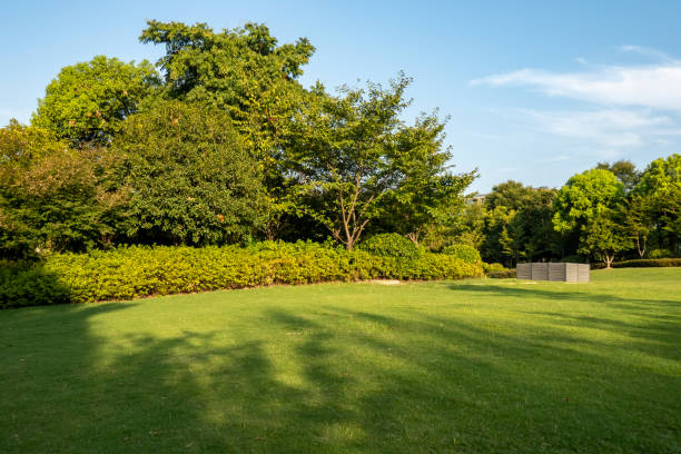 Park lawn in the sun