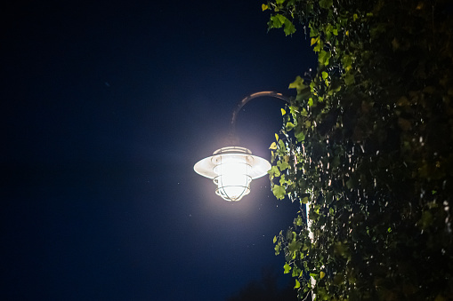 Street Light at Night with Flies flying around it