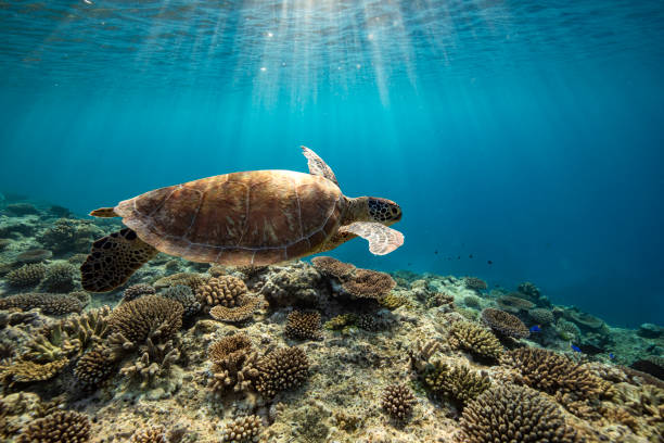 Green Sea Turtle in beautiful blue water. A green Sea Turtle swimming through crystal clear water on the Great Barrier Reef at LAdy Elliot Island great barrier reef marine park stock pictures, royalty-free photos & images