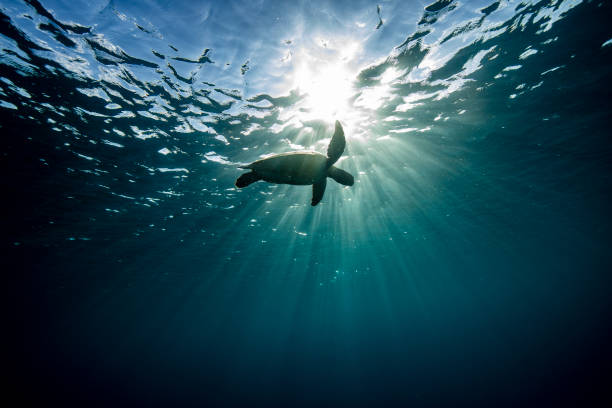 istock Green Sea Turtle silhouette. 1431518511