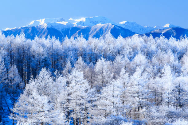 Winter landscape of Kiso Mountains and larch forest View of Kiso Mountains and larch forest in morning from Takabochi Highland, Mountain Takabochi, Nagano prefecture, Japan. larix kaempferi stock pictures, royalty-free photos & images