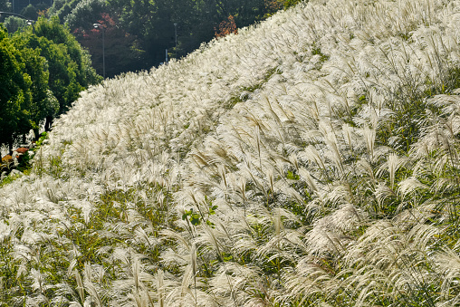 Meadow of Japanese silver grass. Autumn season.