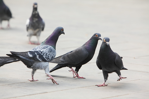 city pigeons