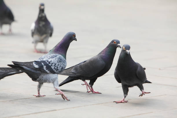 city pigeons stock photo