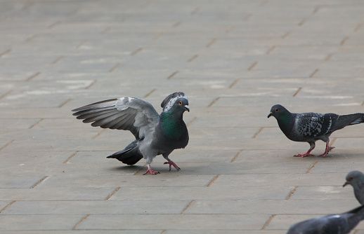 city pigeons