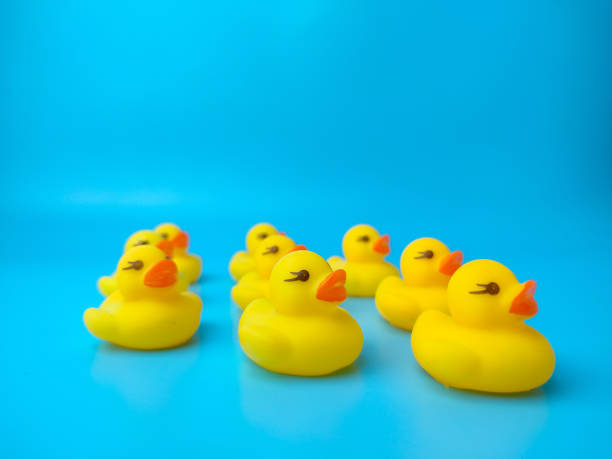 istock A group of toy ducks gathered on a blue background 1431522475
